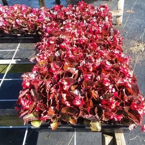 Meet your Posher, Aja